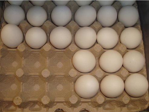 Egg shortage 1
